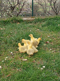 Pulcini di oca romagnola