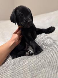 Ultimo Cucciolo maschio Labrador Retriever nero