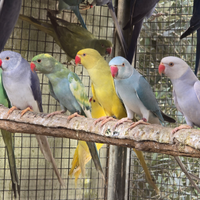 Parrocchetti dal collare