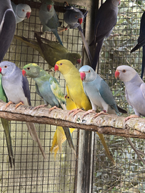 Parrocchetti dal collare