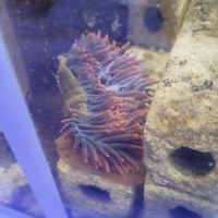 Anemone