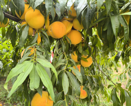 Azienda agricola