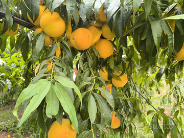 Azienda agricola