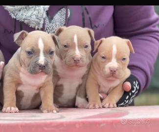 Ultimi cuccioli disponibili