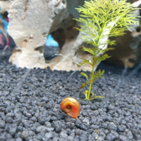 Pesci, lumache acquario tropicale