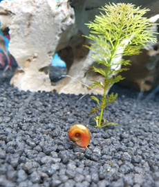 Pesci, lumache acquario tropicale