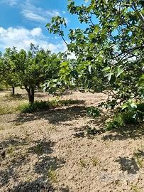 Terreno con rudere