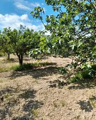Terreno con rudere