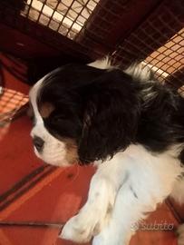 Cuccioli di Cavalier King con pedigree ENCI