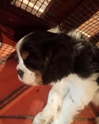 Cuccioli di Cavalier King con pedigree ENCI