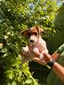 cuccioli-di-jack-russell-terrier