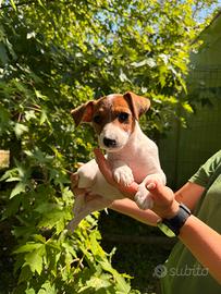 Cuccioli di Jack Russell Terrier