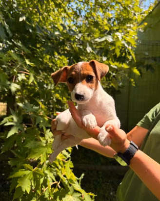 Cuccioli di Jack Russell Terrier