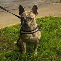 Paco bulldog francese disponibile per monta