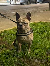 Paco bulldog francese disponibile per monta