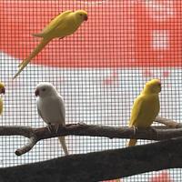 Pappagalli parrocchetto dal collare