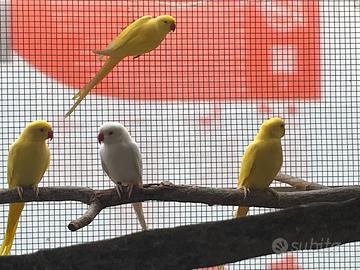 Pappagalli parrocchetto dal collare