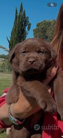 Cuccioli Labrador Cioccolato con pedigree