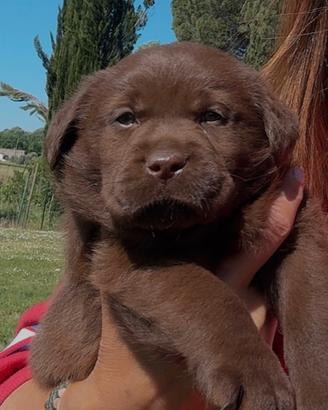 Cuccioli Labrador Cioccolato con pedigree
