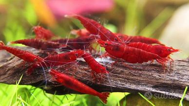 10 Neocaridine rosse gamberetti nani
