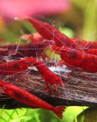 10 Neocaridine rosse gamberetti nani