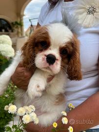 Cucciolo di Cavalier King Charles spaniel blenheim