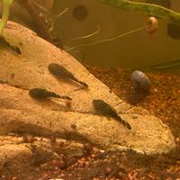 Ancistrus ( pesci pulitori)