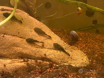 Ancistrus ( pesci pulitori)