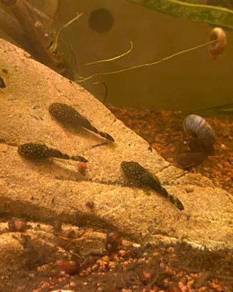 Ancistrus ( pesci pulitori)