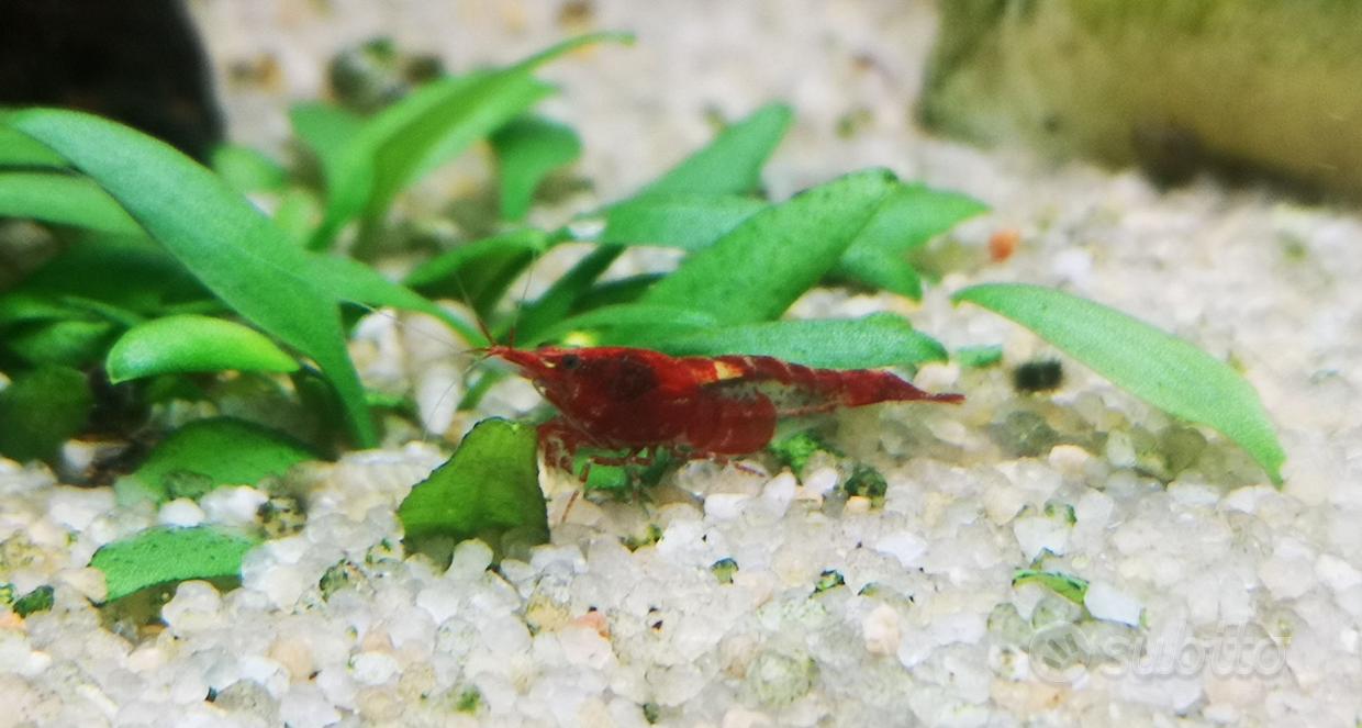 1 Rete Acquario Gamberetti Pesci Piccoli Manico In Plastica - Temu