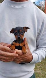 Pinscher maschi 2 mesi