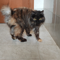 Femmina Kurilian Bobtail