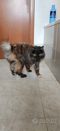 Femmina Kurilian Bobtail