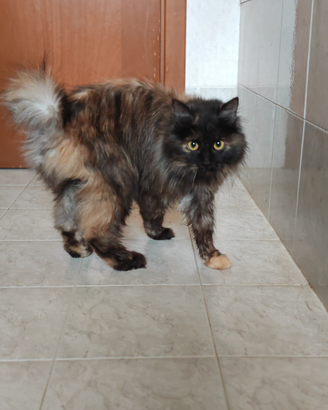 Femmina Kurilian Bobtail