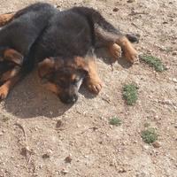 Cuccioli pastore tedesco originali