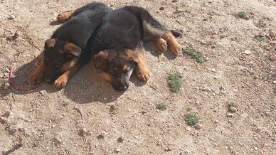 Cuccioli pastore tedesco originali