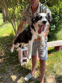 Cucciola di Border Collie Tri Color