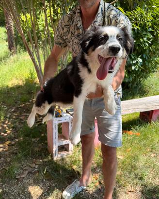 Cucciola di Border Collie Tri Color