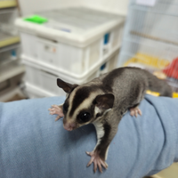 Petauro dello zucchero