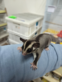 Petauro dello zucchero