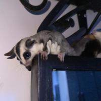 Petauro dello zucchero