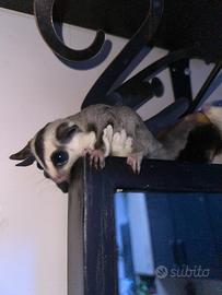 Petauro dello zucchero