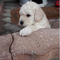 CedesiCuccioli Bianchi di Barboncino Nano