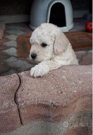 CedesiCuccioli Bianchi di Barboncino Nano