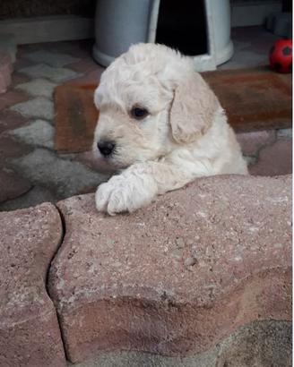 CedesiCuccioli Bianchi di Barboncino Nano