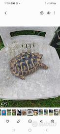 tartarughiera 