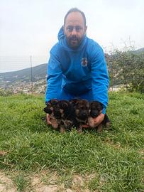 Cuccioli di pastore tedesco