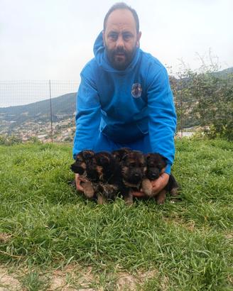 Cuccioli di pastore tedesco