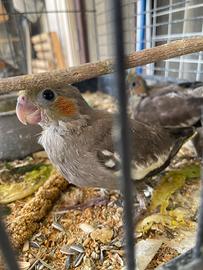 Uccelli