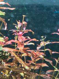 Piante Acquario d’acqua dolce